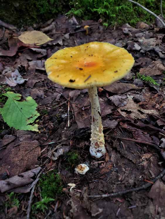 mushrooms